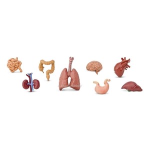 Figurines organes du corps humain